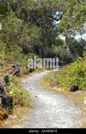Day trip, hiking and trail paths lead through the scenic Rangitoto Island Wildlife Sanctuary near Auckland, New Zealand