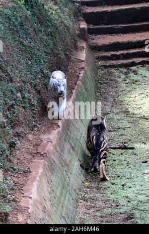 Tiger of Nandanakan Zoological Park in Odisha, India. Stock Photo