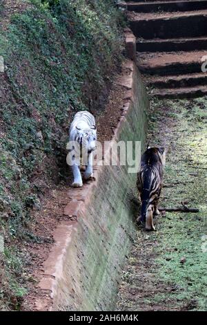 Tiger of Nandanakan Zoological Park in Odisha, India. Stock Photo