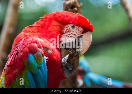 red and green macaw or green winged macaw, scientific name ara chloropterus parrot bird in Parque das aves Foz do Iguacu Brazil Parana state, bird Par