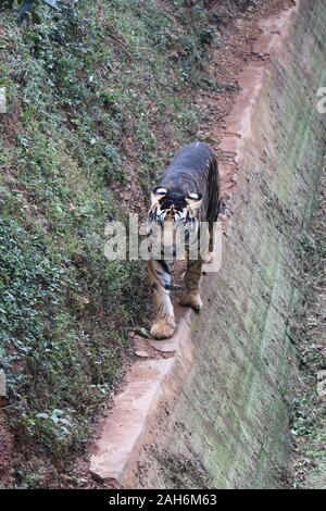 Tiger of Nandanakan Zoological Park in Odisha, India. Stock Photo