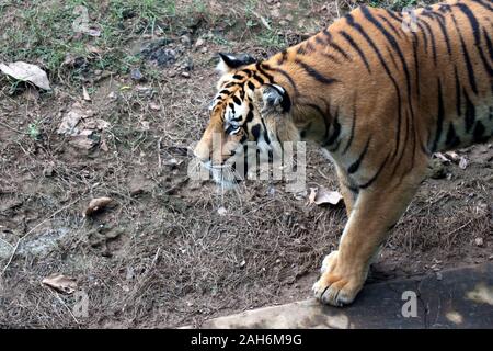 Tiger of Nandanakan Zoological Park in Odisha, India. Stock Photo