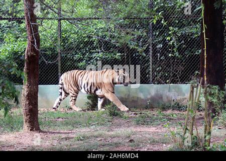 Tiger of Nandanakan Zoological Park in Odisha, India. Stock Photo