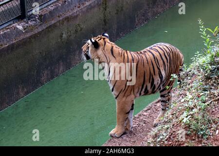 Tiger of Nandanakan Zoological Park in Odisha, India. Stock Photo