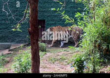 Tiger of Nandanakan Zoological Park in Odisha, India. Stock Photo