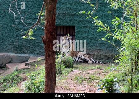 Tiger of Nandanakan Zoological Park in Odisha, India. Stock Photo