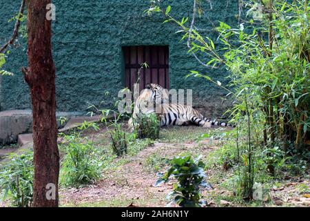 Tiger of Nandanakan Zoological Park in Odisha, India. Stock Photo