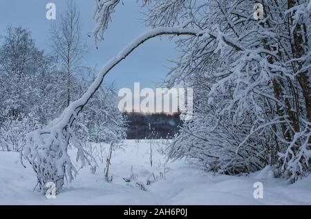 Evening winter landscape with a curved tree and bushes covered with snow in the winter forest Stock Photo