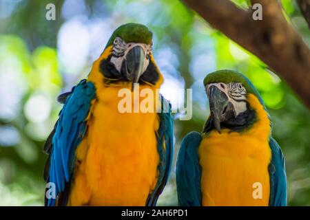 Ara ararauna, blue-and-yellow macaw parrot bird in Parque das aves, Foz do Iguacu, Parana state, Brazil bird park Iguazu Falls Stock Photo