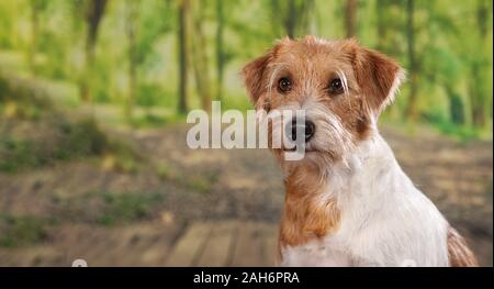 kromfohrlander dog posing for pictures in the studio Stock Photo