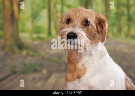 kromfohrlander dog posing for pictures in the studio Stock Photo