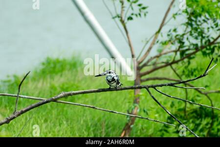 Pied kingfisher water bird (Ceryle rudis) with white black plumage crest and large beak spotted on tree branch in coastal area perching hovering for c Stock Photo