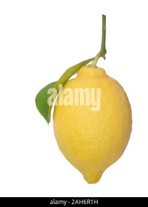 Single untreated ripe lemon, vertical, with green leaf isolated on white background. Natural, unwaxed. Stock Photo