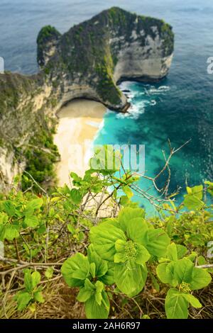 Stunning view of a green plant in the foreground and a T-Rex shaped cliffs with the Kelingking Beach bathed by a turquoise sea in the background. Stock Photo
