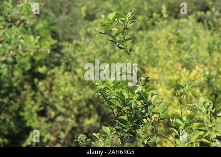 Green leaf texture. Leaf texture background.nice and textural,green and clean plant leaves. Stock Photo