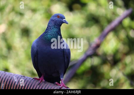 Front view of the face of Rock Pigeon face to face.homing pigeon, racing pigeon or domestic messenger pigeon. Stock Photo