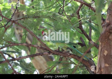 Green parrot (bird) Great-Green Macaw. Wild rare bird in the nature habitat, sitting on the branch. Stock Photo