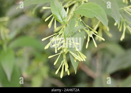 Cestrum nocturnum,flowers on tree in the garden.Night jessamine or Cestrum nocturnum, also known as Lady of the night, raatrani Stock Photo