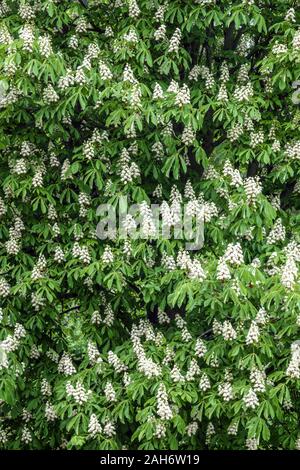 Horse chestnut tree blossom Stock Photo