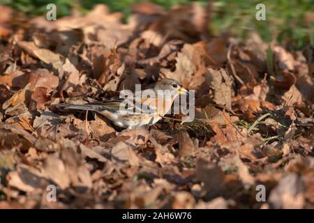Brambling Fringilla montifringilla feeding in woodland Stock Photo