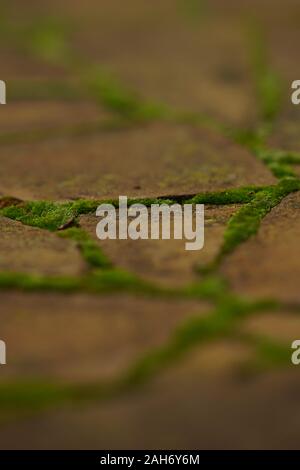 Brown wild stone pavement with green moss in the seams. Stock Photo
