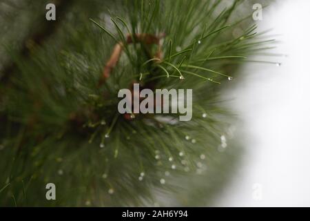 Pine branch with green needles in raindrops closeup. Water drops on the needle ends. Foggy day. Stock Photo
