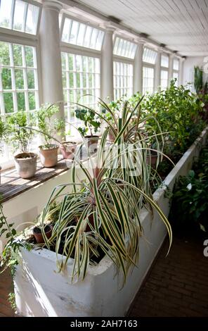 Plants mix grow in old orangery interior in Nieborów in Poland, Europe, various flowers in sunlight coming through large windows, visiting tourist tr Stock Photo