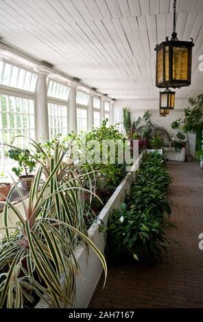 Various plants in old orangery interior in Nieborów in Poland, Europe, greenery and flowers mix in sunlight coming through large windows, visiting to Stock Photo