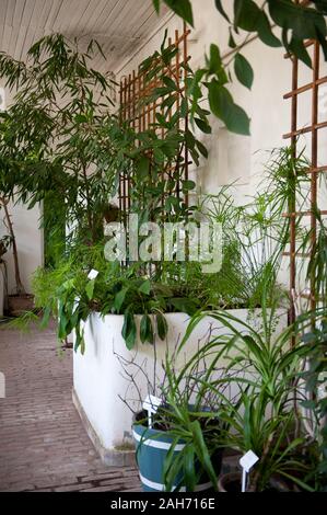 Greenery in old orangery interior in Nieborów, Poland, Europe, plants and flowers mix in sunlight coming through large windows, visiting museum. Stock Photo