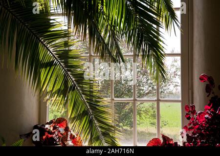 Large palm in old wooden window, lush flowers and plants in sunlight coming through the beautiful window, sunny day, nobody, horizontal, RM. Stock Photo
