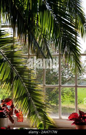 Rampant greenery in old wooden window, lush palm and plants in sunlight coming through the beautiful window, sunny day, nobody, vertical. Stock Photo