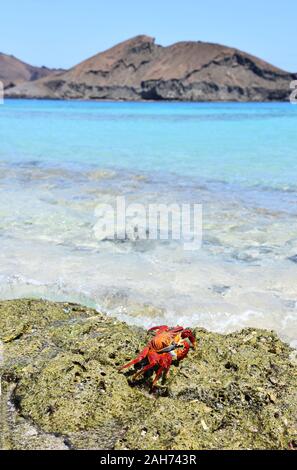 Sally lightfoot crab Grapsus grapsus in front of mountain landscape on Galapagos Stock Photo