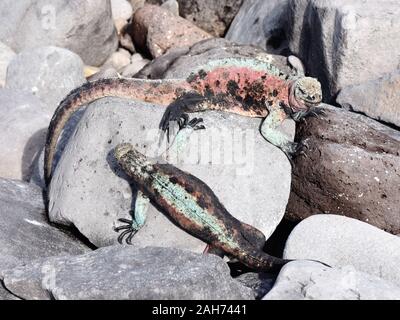 Male marine iguana Amblyrhynchus cristatus in green and red mating colors during breeding season Stock Photo