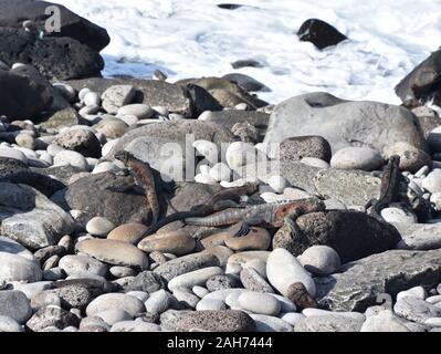 Male marine iguana Amblyrhynchus cristatus in green and red mating colors during breeding season Stock Photo