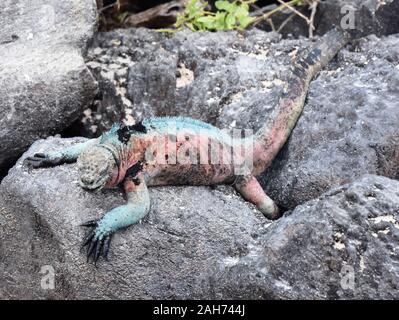 Male marine iguana Amblyrhynchus cristatus in green and red mating colors during breeding season Stock Photo