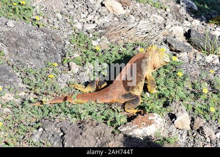 Galapagos land iguana Conolophus subcristatus shredding skin Stock Photo