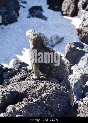 Marine iguana Amblyrhynchus cristatus sitting on a rock warming up in the sun Stock Photo