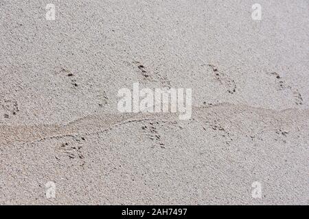 The track of an iguana in the sand on a beach on galapagos Stock Photo