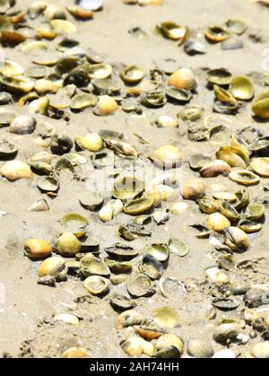 Lot of empty seashells laying on a sandy beach Stock Photo