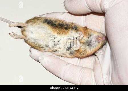 Person with gloves holding a dead mouse Stock Photo