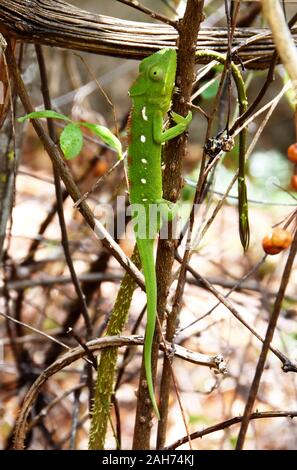 Female malagasy chameleon Furcifer oustaleti Stock Photo
