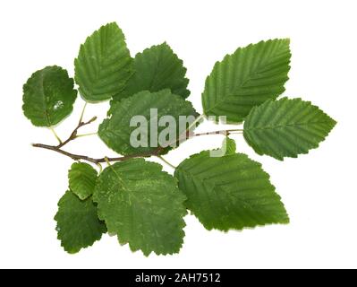 Branch from grey alder tree Alnus incana isolated on white background Stock Photo