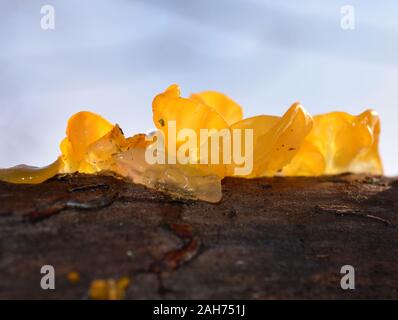 The  golden jelly fungus Tremella mesenterica growing on a log Stock Photo