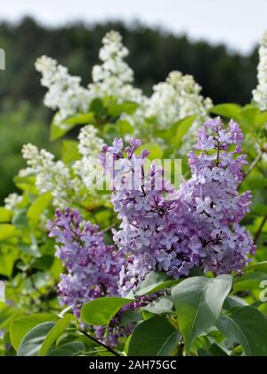 White and purple syringa vulgaris bush flowering in a garden in springtime Stock Photo