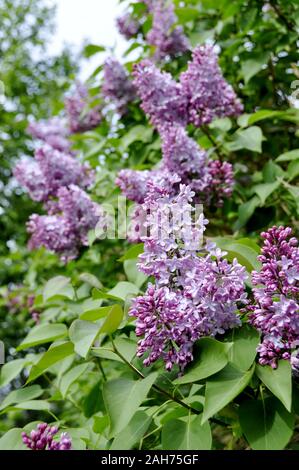 Purple syringa vulgaris bush flowering in a garden in springtime Stock Photo