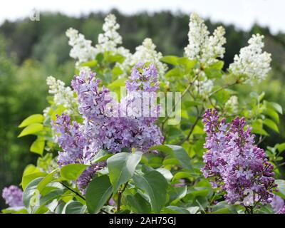 White and purple syringa vulgaris bush flowering in a garden in springtime Stock Photo