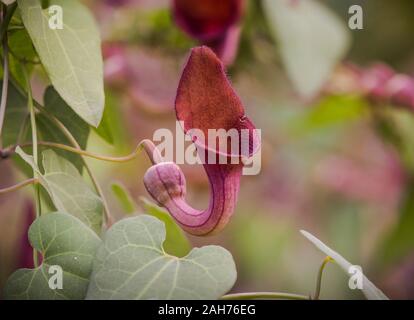Andalusian Dutchman's pipe or pipe vine, (Aristolochia baetica), flower, Andalucia, Spain. Stock Photo