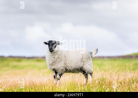 A scottish blackface sheep is standing in a pasture under a cloudy sky Stock Photo