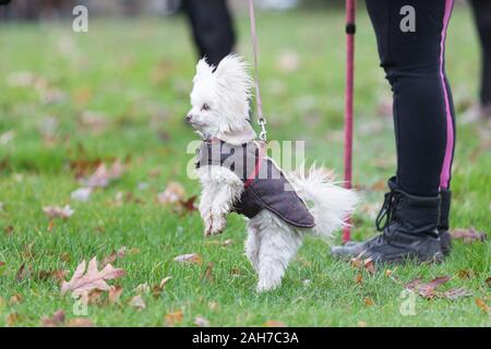 Hagley, Worcestershire, UK. 26th December 2019. A little dog gets excited at the Albrighton and Woodland Hunt gathering at Hagley Hall on Boxing Day for its traditional annual meet. Peter Lopeman/Alamy Live News