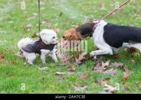 Hagley, Worcestershire, UK. 26th December 2019. Dogs greet each other as the Albrighton and Woodland Hunt gathers at Hagley Hall on Boxing Day for its traditional annual meet. Peter Lopeman/Alamy Live News